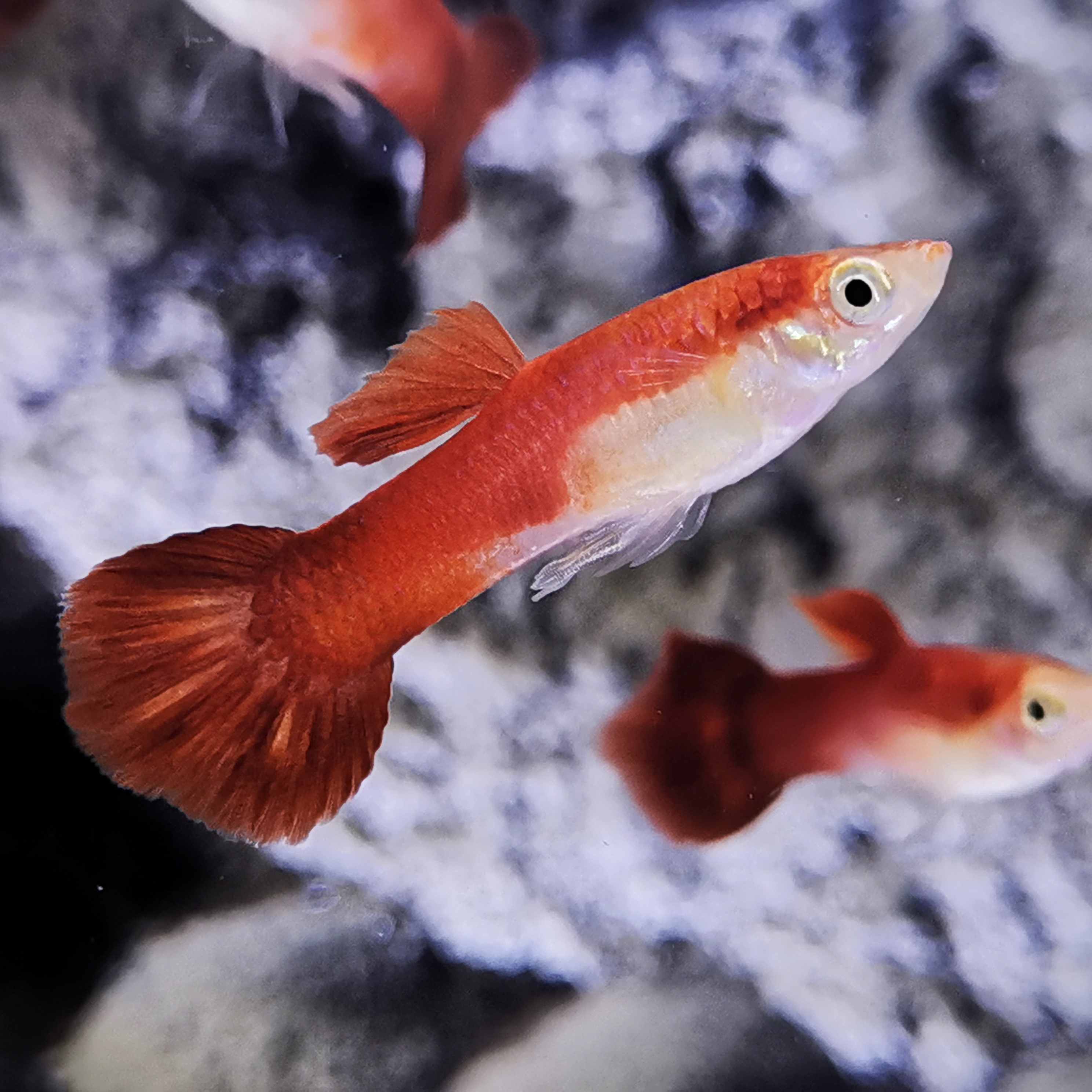 Poecilia ret.   Guppy Chilli red M